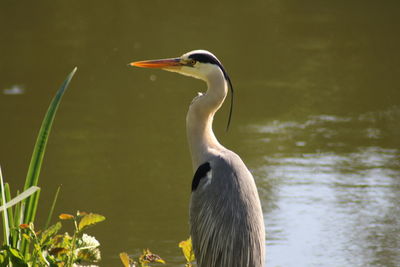 Side view of a bird in lake