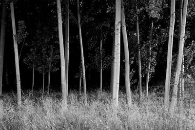 View of trees in forest