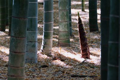 View of tree trunk