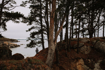 Low angle view of trees against sky