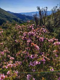 Pink flowering tree by mountain against sky