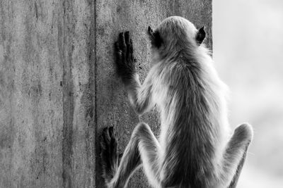 Rear view of langur on wall