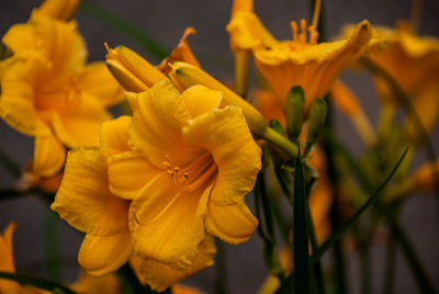 Close-up of yellow flowering plant