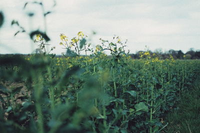 Scenic view of flowering plants on field against sky