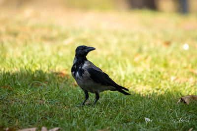 Close-up of bird on field
