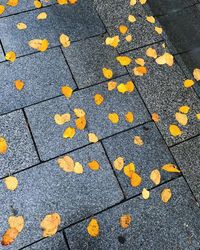 High angle view of yellow autumn leaves on road