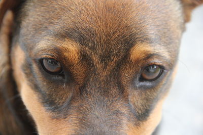 Close-up portrait of dog