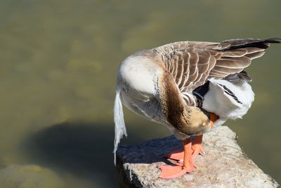 The stabbing of the plastic in the neck of the goose is a representation of the damage to nature