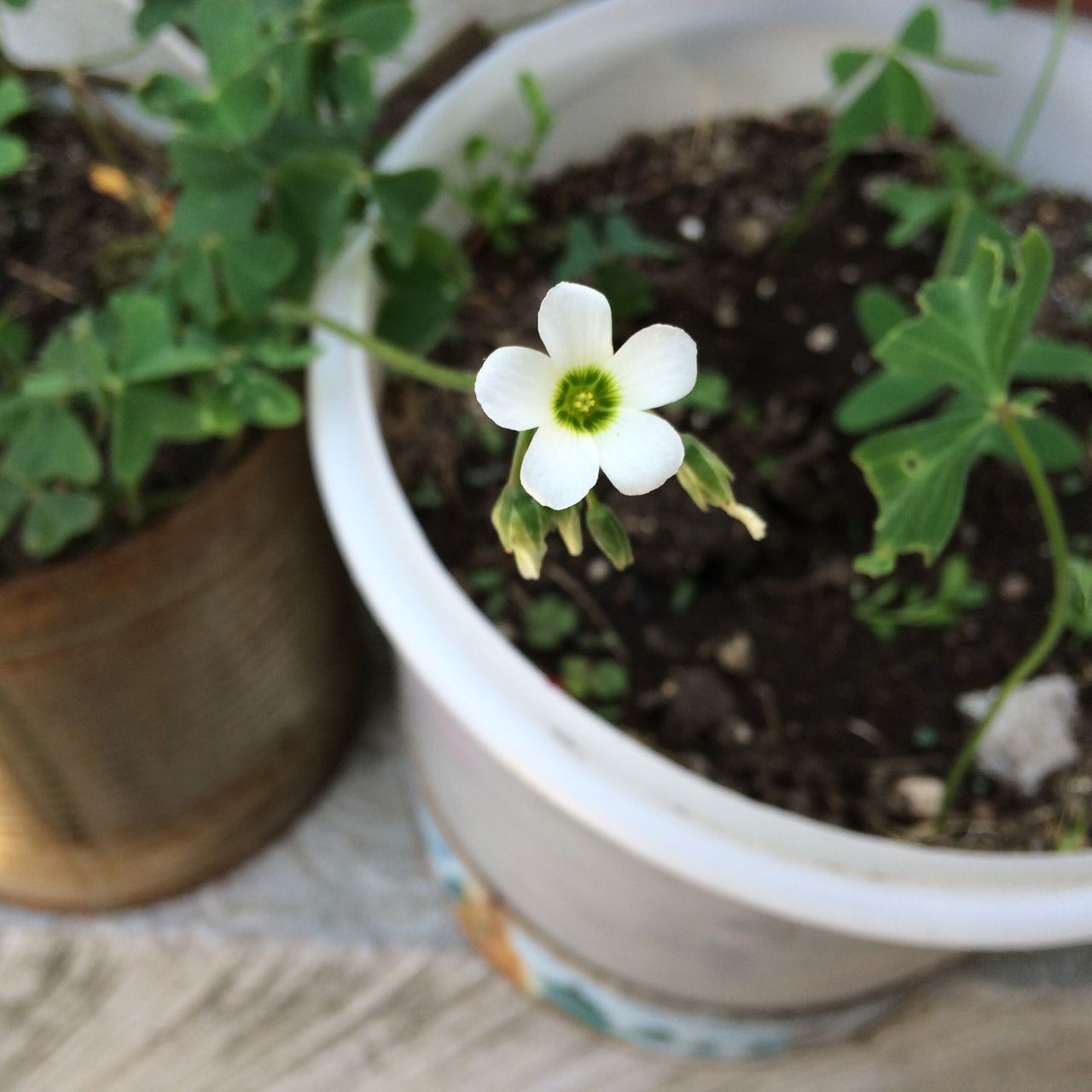 flower, freshness, petal, growth, fragility, flower head, white color, plant, potted plant, close-up, beauty in nature, leaf, nature, blooming, focus on foreground, pollen, high angle view, in bloom, blossom, selective focus