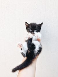 Close-up portrait of kitten