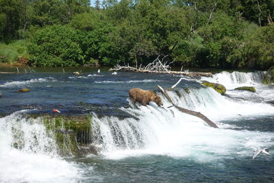 Scenic view of river flowing in forest