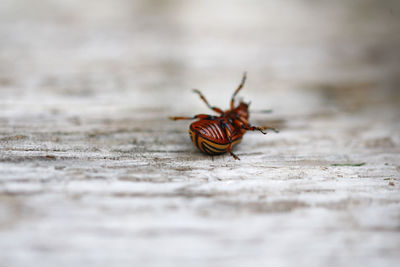 Close-up of insect on wood