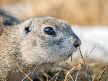 Close-up of squirrel on field