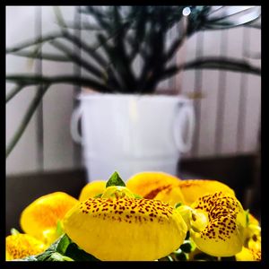 Close-up of yellow flowers blooming outdoors