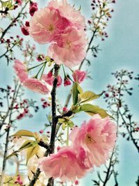 Low angle view of pink flowers on tree