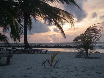 Palm trees on beach against sky during sunset