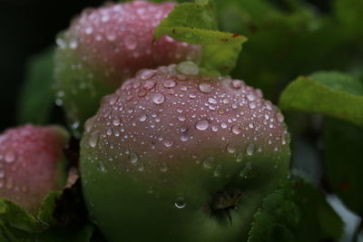 Close-up of wet fruit on plant