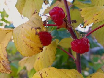 Close-up of red berries growing on tree