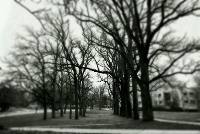 Empty road along trees