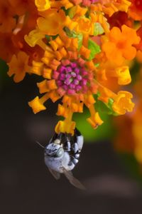 Close-up of yellow flowering plant