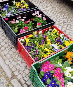 Close-up of multi colored flowers