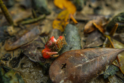 Close-up of crab on rock