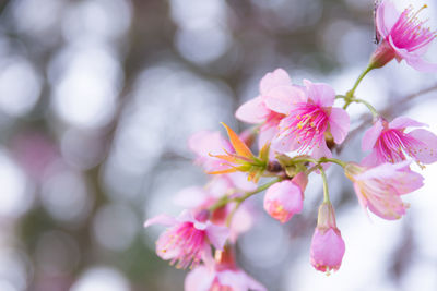 Close-up of pink flowers blooming on tree