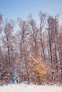 Bare trees on snow covered field against sky