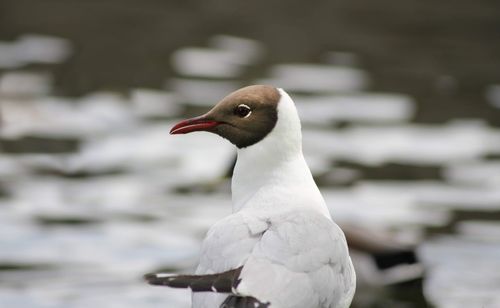 Close-up of seagull perching