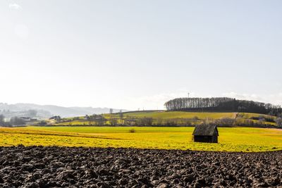 View of yellow field against clear sky