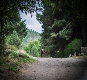 Dog walking on road by trees