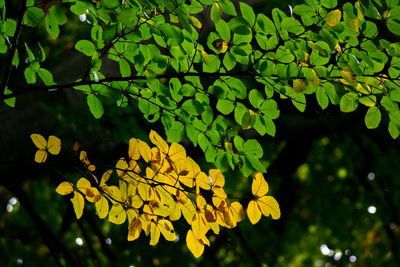 Close-up of leaves on tree at night