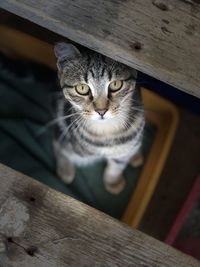 Portrait of tabby cat under table