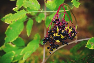 Close-up of berries growing on plant