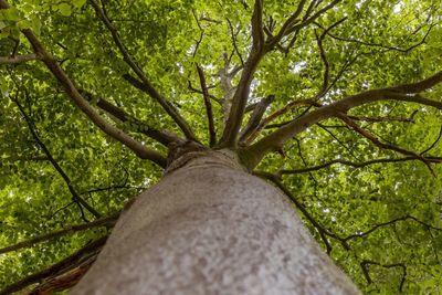 Low angle view of tree in forest