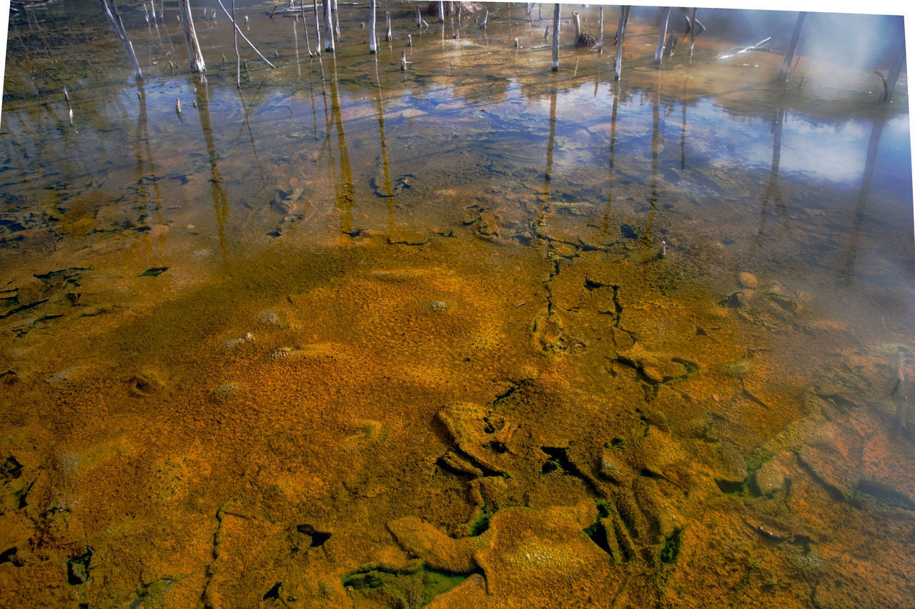 HIGH ANGLE VIEW OF WET LEAVES ON LAKE