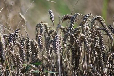 Close-up of stalks in field