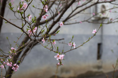 Close-up of pink cherry blossom