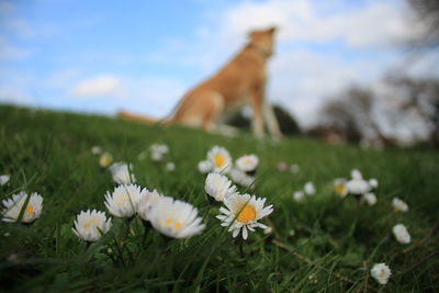 White flowers blooming on grassy field