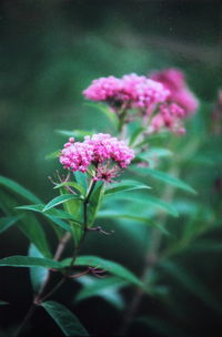 Close-up of pink flowers