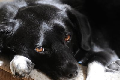 Close-up portrait of black dog