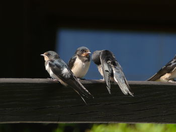 Close-up of birds perching on wood