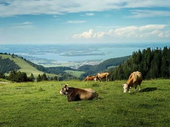 Cows on field against sky