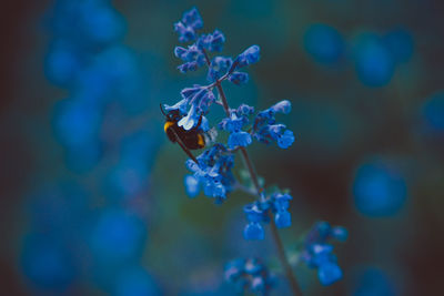 Close-up of bee pollinating on purple flower