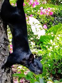 Close-up of black cat