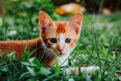 A ginger kitten resting on the grass after playing with his brothers.