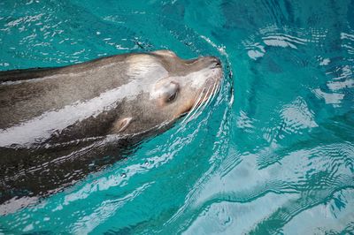 High angle view of swimming in sea