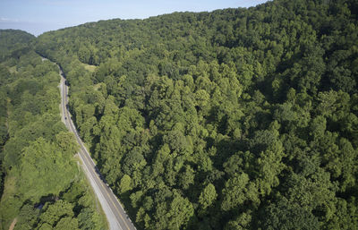 High angle view of trees in forest