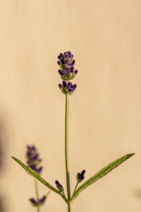 Close-up of purple flowering plant