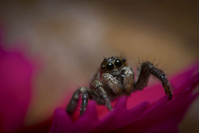 Close-up of spider on pink flower